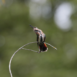 Juvenile Green-breasted Mango